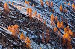 San Giuliano lakes, Adamello-Brenta natural park, Trentino Alto Adige, Italy. Larch trees on the rocks at sunset