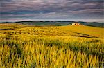 Gallina, Orcia valley, Tuscany, Italy. A cottage among wheat fields in the val d'Orcia's hills at sunset with cloudy sky