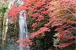 Minoo waterfall with Japnaese maple tree in red autumn colors and surrounding vegetation, Osaka