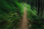 Blurred abstract of hiking trail through lush, green forest in Okanogan County, Washington.