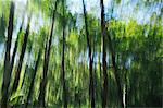 Blurred motion, tall alder trees with green leafy canopy shaking and swaying in the wind.