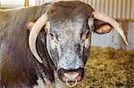 Close up of brown English Longhorn bull with nose ring looking at camera.