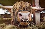 Close up of brown Scottish Highland bull with long wavy coat and nose ring in a barn.