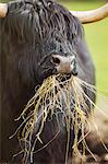 Black Scottish Highland cattle with long wavy coat feeding on hay.