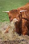 Brown Scottish Highland cattle with long wavy coat feeding on hay.