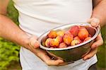 Close up of person standing outdoors, holding metal bowl with fresh yellow and red plums.