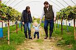 Fruit picking in a poly tunnel, PYO. A family and a baby boy walking between rows of strawberry plants grown on raised platforms in a polytunnel.