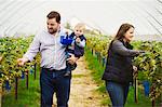 A family picking soft fruits, man, woman and small boy picking strawberries from plants raised to waist level on racks..