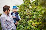 An adult man and a toddler in a polytunnel among soft fruit bushes picking autumn raspberries. Baby with a blue plastic punnet on his head.