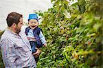 An adult man and a toddler in a polytunnel among soft fruit bushes picking autumn raspberries. Baby with a blue plastic punnet on his head.