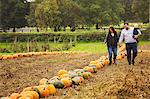 A family, two adults and a young baby among rows of bright yellow, green and orange pumpkins harvested and left out to dry off in the fields in autumn.