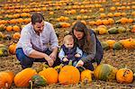 A family, two adults and a young baby among rows of bright yellow, green and orange pumpkins harvested and left out to dry off in the fields in autumn.