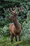 Bull Elk with velvet covered antlers in Jasper National Park, UNESCO World Heritage Site, Alberta, Canada, North America