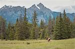 Elk with Rocky Mountains in the background, Jasper National Park, UNESCO World Heritage Site, Alberta, Canada, North America