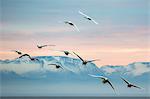 Whooper swans (Cygnus cygnus), flying at sunset, Caerlaverock Wildfowl and Wetland Trust, Dumfries and Galloway, Scotland, United Kingdom, Europe