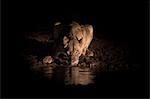 Lioness (Panthera leo) drinking at night, Zimanga Private Game Reserve, KwaZulu-Natal, South Africa, Africa