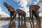 Elephants (Loxodonta africana) drinking, Zimanga Private Game Reserve, KwaZulu-Natal, South Africa, Africa