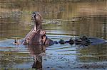 Hippopotamus (Hippopotamus amphibius) with terrapins, Kruger National Park, South Africa, Africa