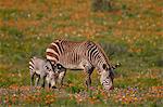 Cape mountain zebra (Equus zebra zebra) among wildflowers, West Coast National Park, South Africa, Africa