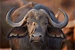 Yellow-billed oxpecker (Buphagus africanus) on a Cape buffalo (Syncerus caffer), Kruger National Park, South Africa, Africa