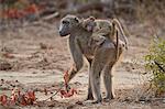 Chacma Baboon (Papio ursinus) infant riding its mother, Kruger National Park, South Africa, Africa