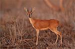 Steenbok (Raphicerus campestris) buck, Kruger National Park, South Africa, Africa