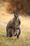 Tammar Wallaby, (Macropus eugenii), Dama-Wallaby, adult, Kangaroo Island, South Australia, Australia