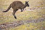 Kangaroo Island Kangaroo, (Macropus fuliginosus fuliginosus), adult jumping, Kangaroo Island, South Australia, Australia