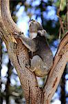 Koala, (Phascolarctos cinereus), adult on tree, Kangaroo Island, South Australia, Australia