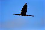 Anhinga, (Anhinga anhinga), adult flying, Wakodahatchee Wetlands, Delray Beach, Florida, USA