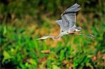 Great Blue Heron, (Ardea herodias), adult flying, Wakodahatchee Wetlands, Delray Beach, Florida, USA
