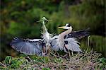 Great Blue Heron, (Ardea herodias), adult couple at nest with nesting material, social behaviour, Wakodahatchee Wetlands, Delray Beach, Florida, USA