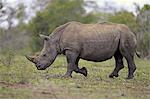 White Rhinoceros, Square-Lipped Rhinoceros, (Ceratotherium simum), adult male walking searching for food, Hluhluwe Umfolozi Nationalpark, Hluhluwe iMfolozi Nationalpark, KwaZulu Natal, South Africa, Africa