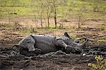 White Rhinoceros, Square-Lipped Rhinoceros, (Ceratotherium simum), adult in mud bath, Hluhluwe Umfolozi Nationalpark, Hluhluwe iMfolozi Nationalpark, KwaZulu Natal, South Africa, Africa
