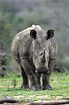 White Rhinoceros, Square-Lipped Rhinoceros, (Ceratotherium simum), adult searching for food, Hluhluwe Umfolozi Nationalpark, Hluhluwe iMfolozi Nationalpark, KwaZulu Natal, South Africa, Africa