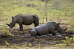 White Rhinoceros, Square-Lipped Rhinoceros, (Ceratotherium simum), two adults in mud bath, Hluhluwe Umfolozi Nationalpark, Hluhluwe iMfolozi Nationalpark, KwaZulu Natal, South Africa, Africa