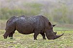 White Rhinoceros, Square-Lipped Rhinoceros, (Ceratotherium simum), adult feeding, Hluhluwe Umfolozi Nationalpark, Hluhluwe iMfolozi Nationalpark, KwaZulu Natal, South Africa, Africa