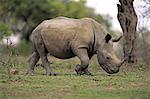 White Rhinoceros, Square-Lipped Rhinoceros, (Ceratotherium simum), young feeding, searching for food, Hluhluwe Umfolozi Nationalpark, Hluhluwe iMfolozi Nationalpark, KwaZulu Natal, South Africa, Africa