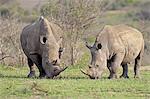 White Rhinoceros, Square-Lipped Rhinoceros, (Ceratotherium simum), adults female with young feeding, searching for food, Hluhluwe Umfolozi Nationalpark, Hluhluwe iMfolozi Nationalpark, KwaZulu Natal, South Africa, Africa