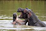 Hippopotamus, (Hippopatamus amphibius), two adults in water fighting, Saint Lucia Estuary, Isimangaliso Wetland Park, Kwazulu Natal, South Africa, Africa