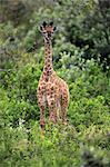 Cape Giraffe, (Giraffa camelopardalis giraffa), young alert, Saint Lucia Estuary, Isimangaliso Wetland Park, Kwazulu Natal, South Africa, Africa