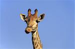 Cape Giraffe, (Giraffa camelopardalis giraffa), adult, portrait, alert, Hluhluwe Umfolozi Nationalpark, Hluhluwe iMfolozi Nationalpark, KwaZulu Natal, South Africa, Africa