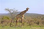 Cape Giraffe, (Giraffa camelopardalis giraffa), adult alert, Hluhluwe Umfolozi Nationalpark, Hluhluwe iMfolozi Nationalpark, KwaZulu Natal, South Africa, Africa
