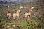 Cape Giraffe, (Giraffa camelopardalis giraffa), adult three males social behaviour, Hluhluwe Umfolozi Nationalpark, Hluhluwe iMfolozi Nationalpark, KwaZulu Natal, South Africa, Africa