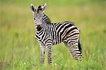 Plains Zebra, Burchell, (Equus quagga burchelli), young, Hluhluwe Umfolozi Nationalpark, Hluhluwe iMfolozi Nationalpark, KwaZulu Natal, South Africa, Africa