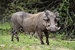 Warthog, (Phacochoerus aethiopicus), adult alert, Hluhluwe Umfolozi Nationalpark, Hluhluwe iMfolozi Nationalpark, KwaZulu Natal, South Africa, Africa