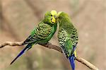 Budgerigar, (Melopsittacus undulatus), couple on tree social behaviour, Australia