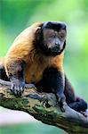 Brown Capuchin, tufted capuchin, black-capped capuchin, (Cebus apella), adult alert, South America