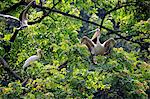 Painted Stork, (Mycteria leucocephala), Grey Pelikan, (Pelecanus philippensis), adult on tree, Singapore, Asia