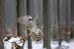 Northern Goshawk, (Accipiter gentilis), adult in winter in snow landing on branch, Zdarske Vrchy, Bohemian-Moravian Highlands, Czech Republic